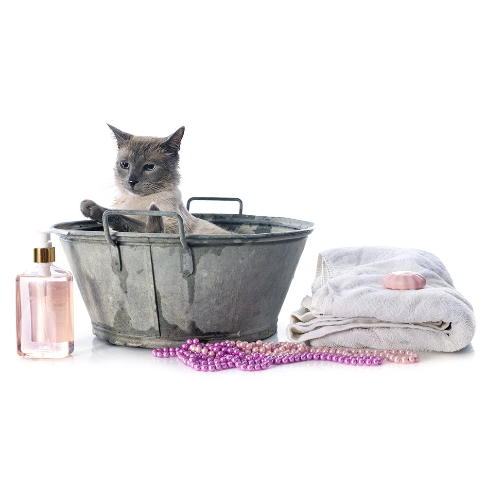 Cat-Grooming-Products