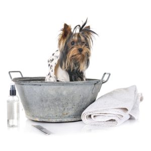 Natural Dog Grooming Products