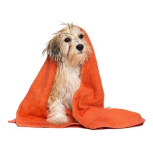 Dog Towels