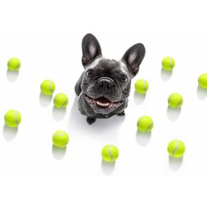 Tennis Ball Dog Toys