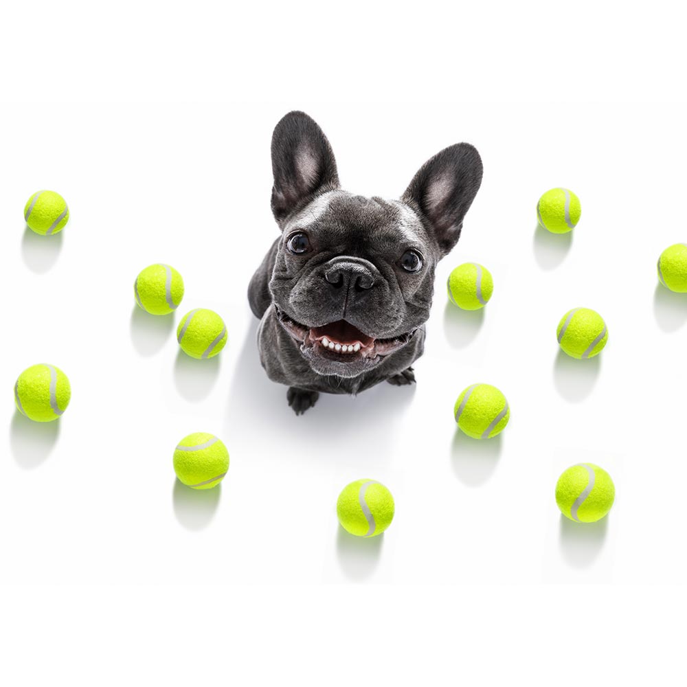 tennis ball dog toys