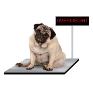 Weight Management Dog Food