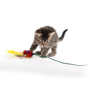 Chase Cat Toys