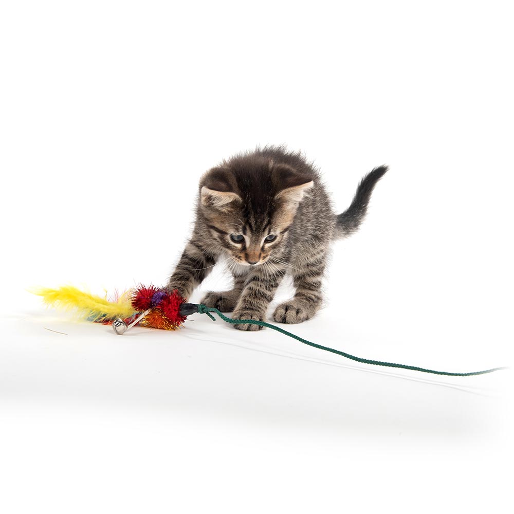 chase cat toys