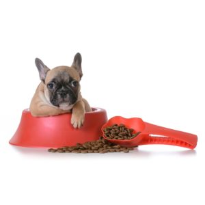 Dog Feeding Utensils