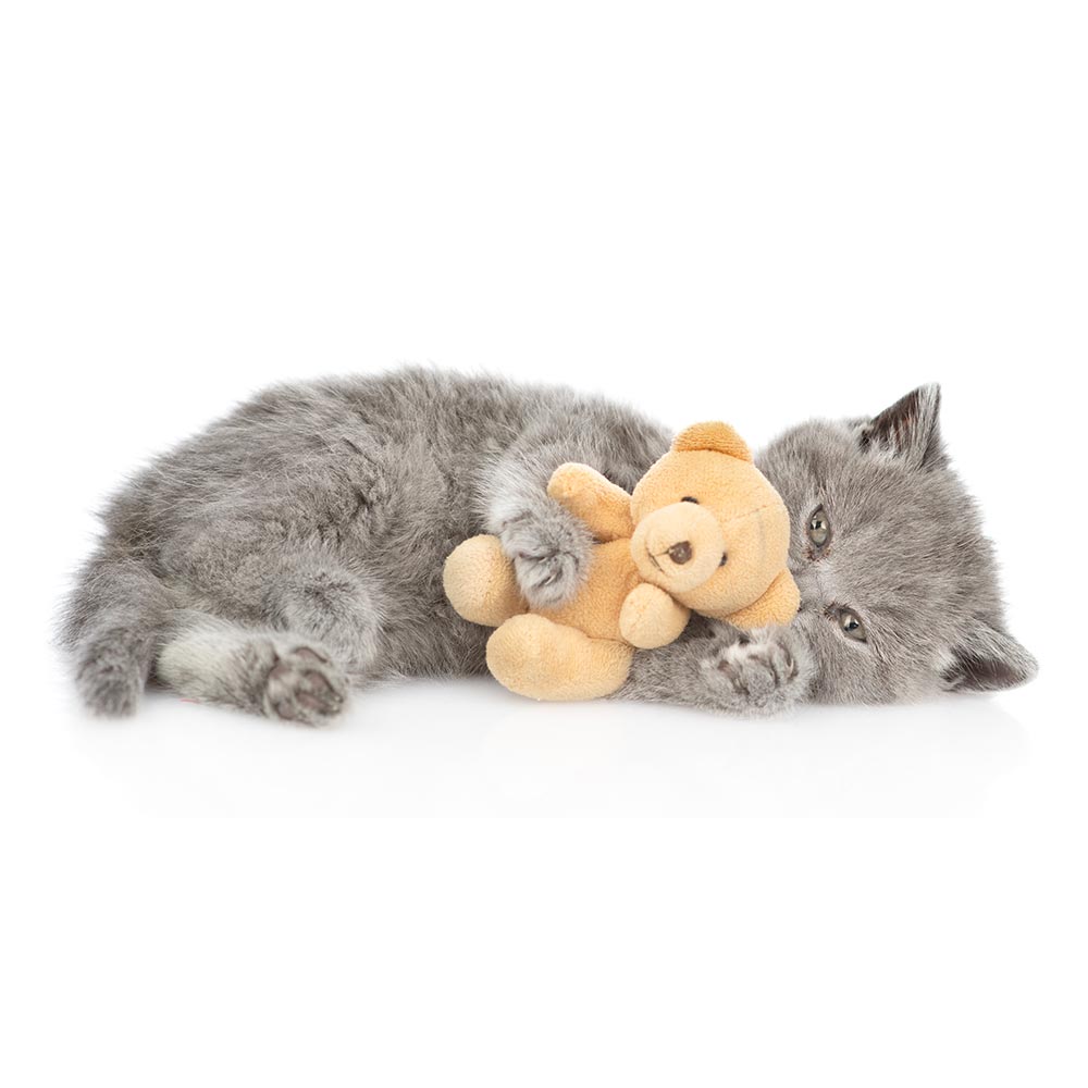 soft cat toys