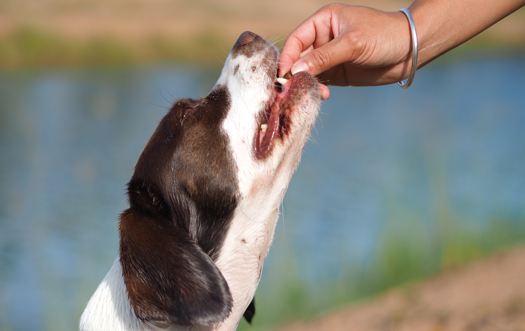 Healthy Dog Treats